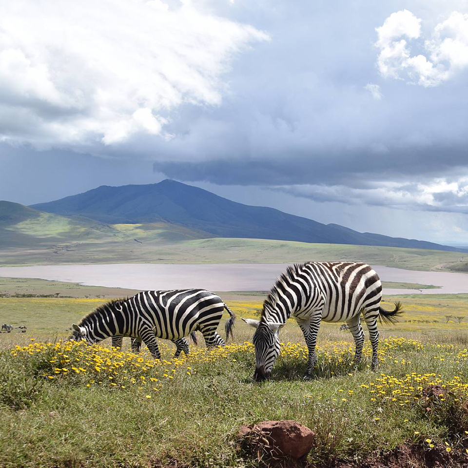 Hvorfor du br opleve safari i Tanzania
