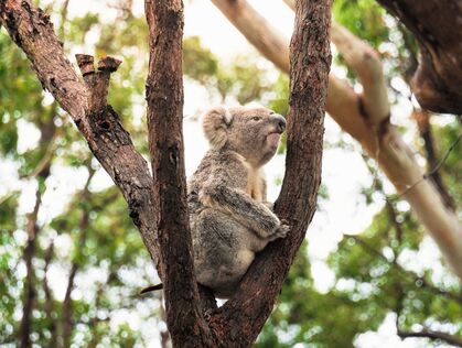 Koala på koala hospital i Australien