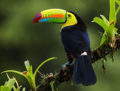 Tukan i Costa Rica