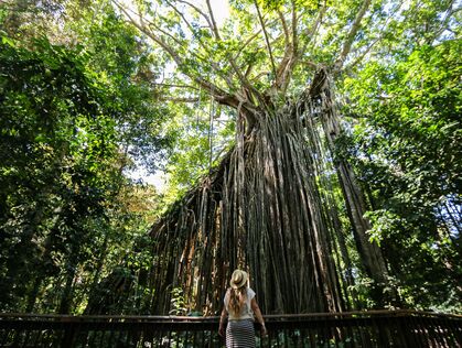 Pige står ved et stort træ i Atherton Tablelands i Australien