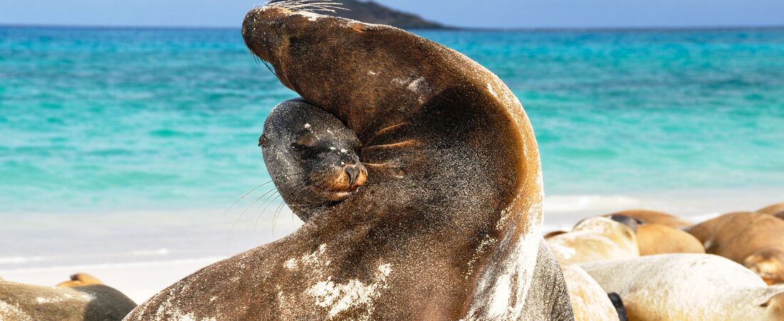 Galapagos Islands & Ecuador