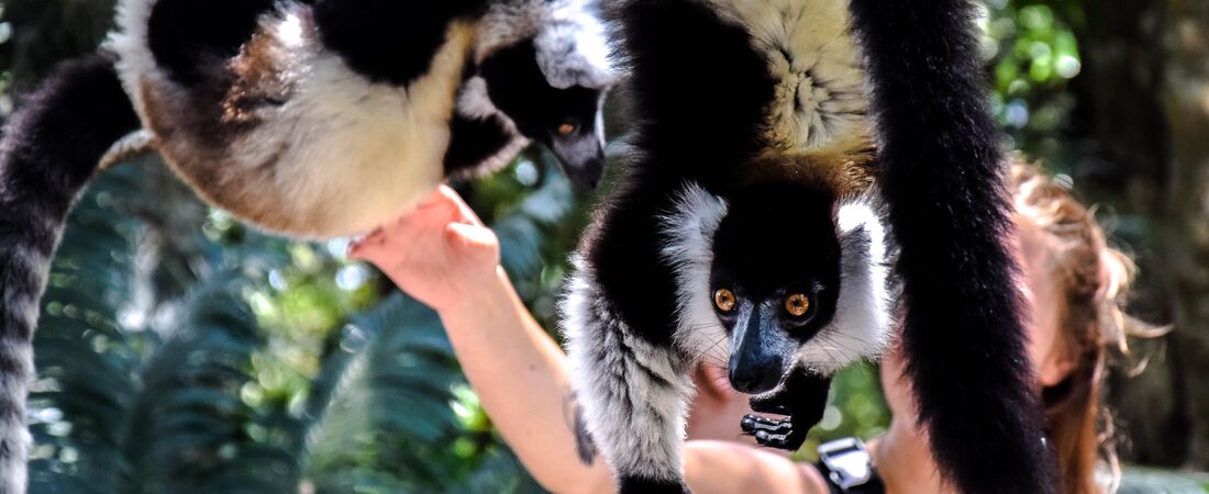 Madagaskar, Botswana & Victoria Falls