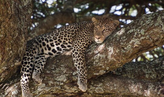 Tanzania Safari, Zanzibar & Prison Island