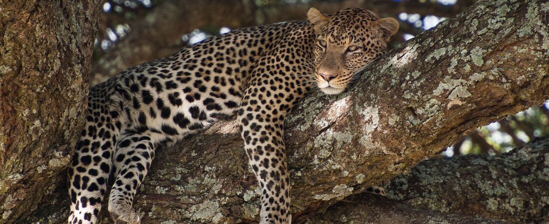 Tanzania Safari, Zanzibar & Prison Island