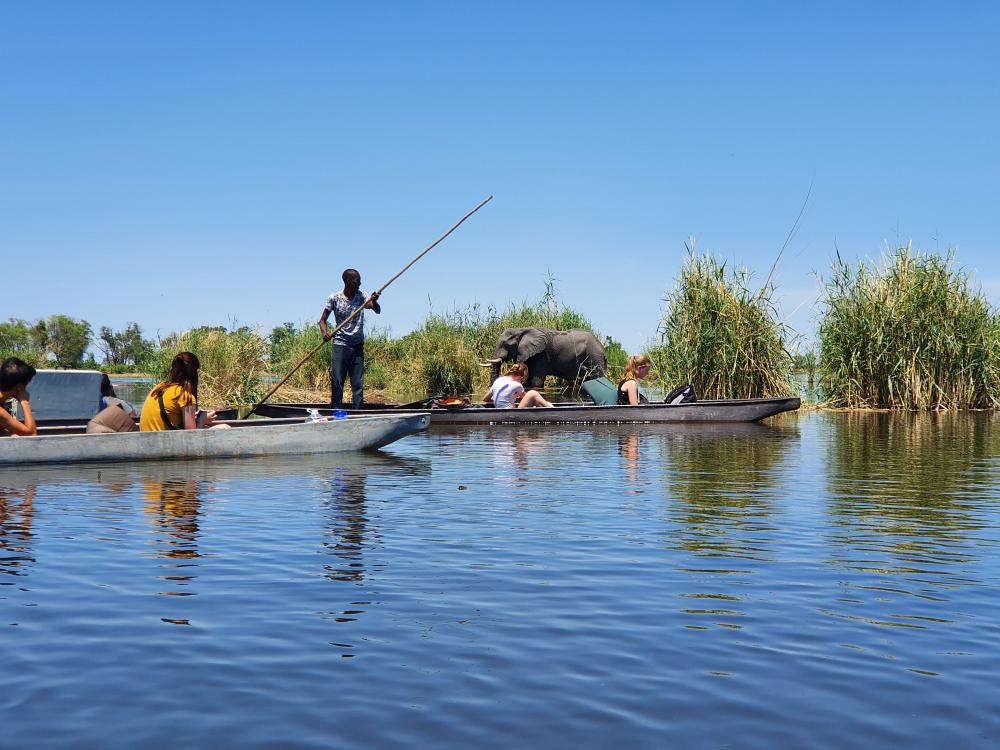 Safari Okavango deltaet