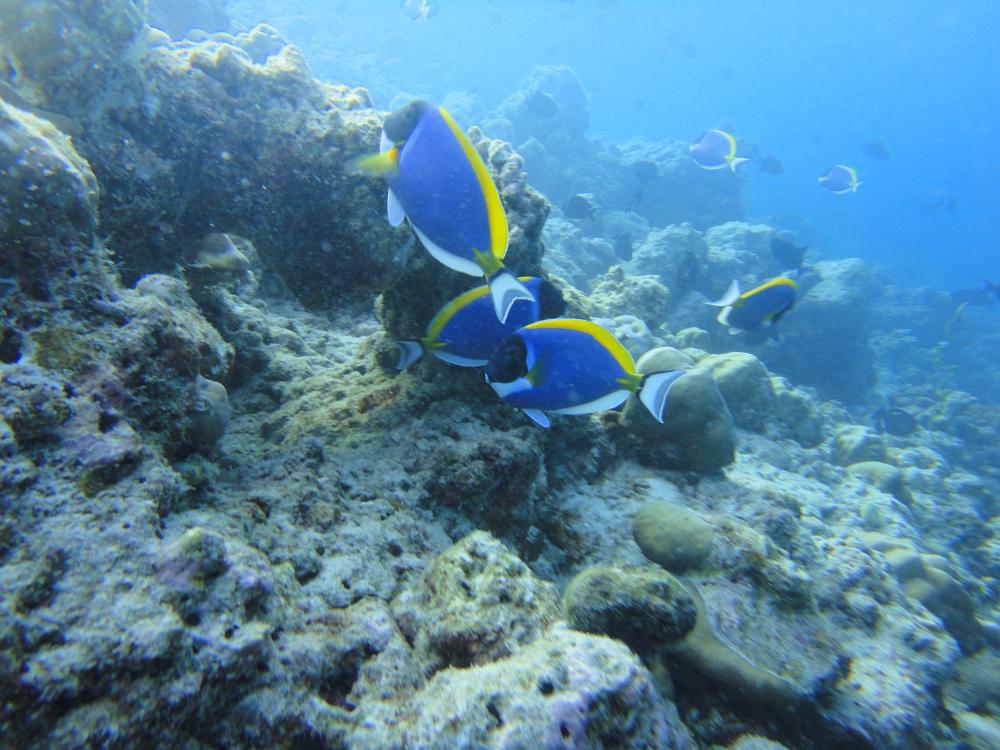 Farvetrålende "Dory-fisk"