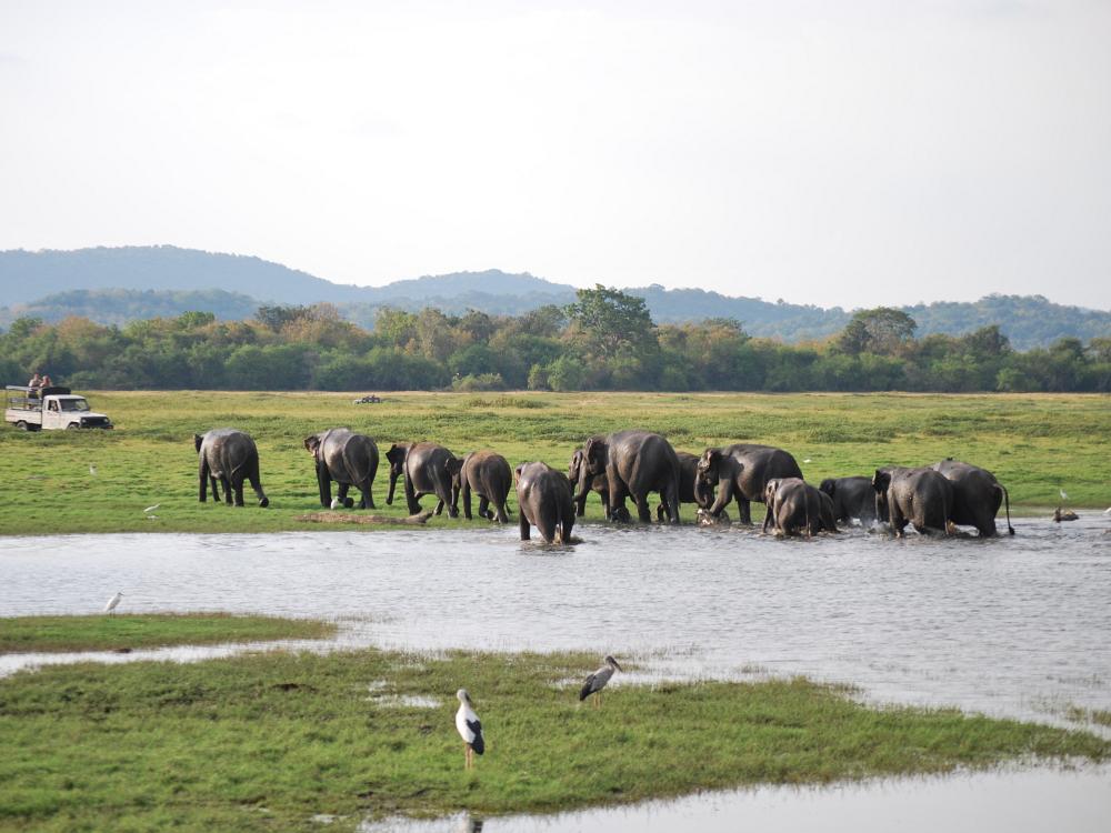 Elefant safari