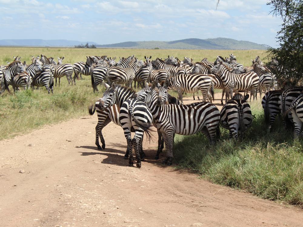 En flok zebra på vejen