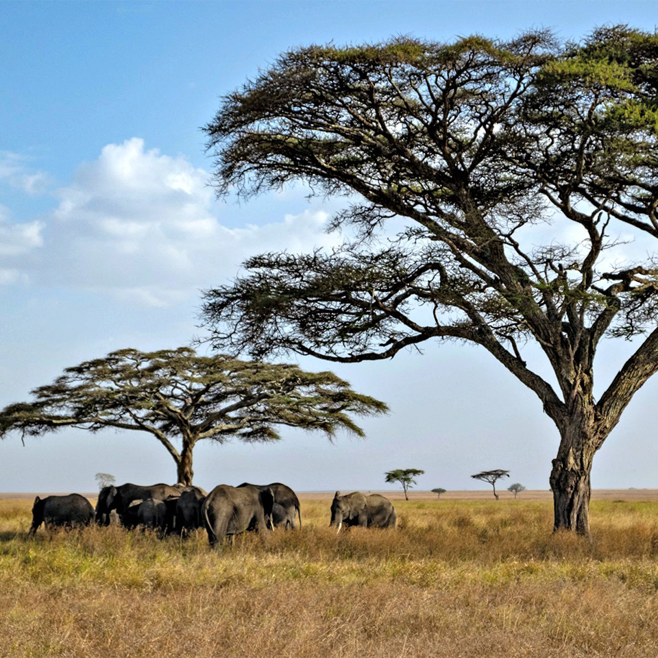 Carolines Serengeti