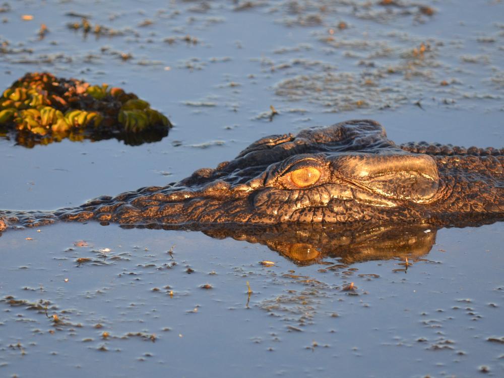 Krokodille i Kakadu 