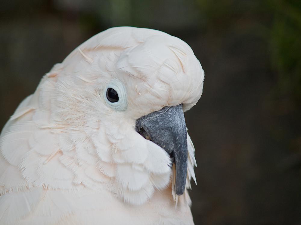 Fuglen Cockatoo i Sydney
