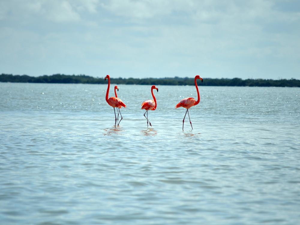 Flamingoer i Rio Lagartos 