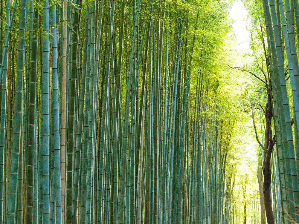 Bambusskov Kyoto 