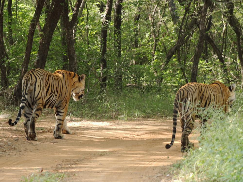 Tigersafari i Ranthambore