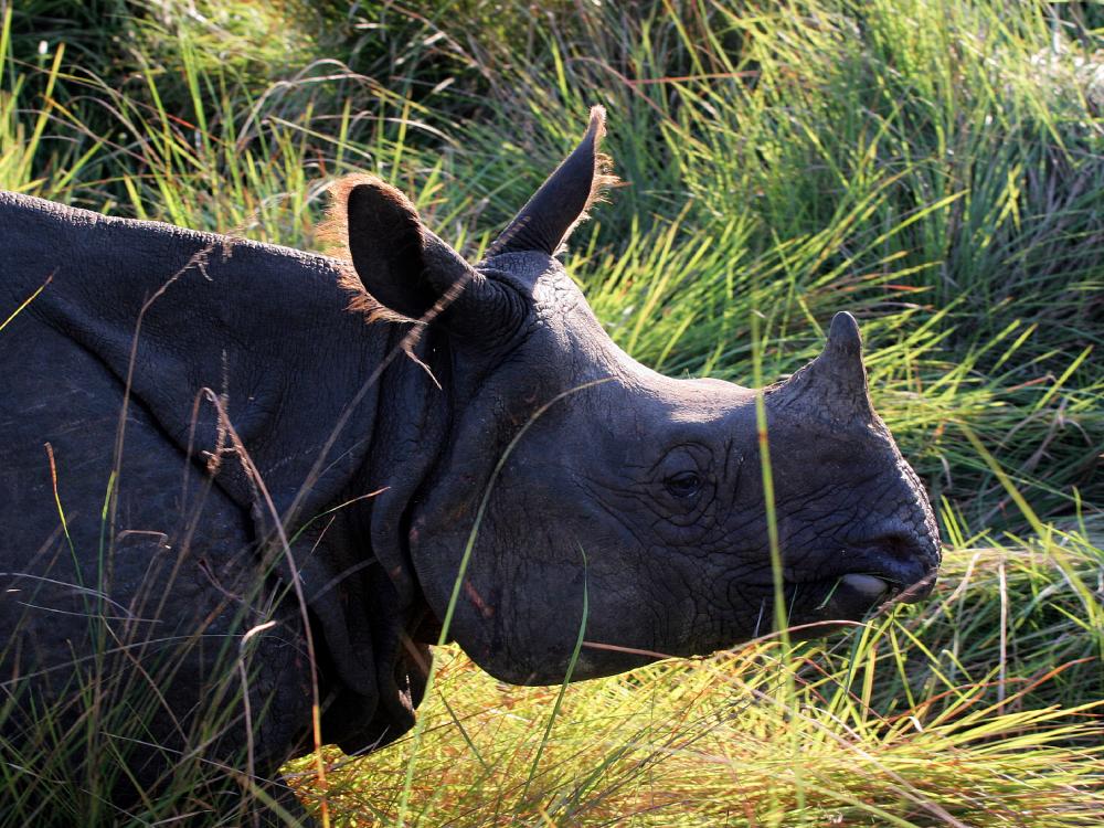 Næsehorn i Chitwan