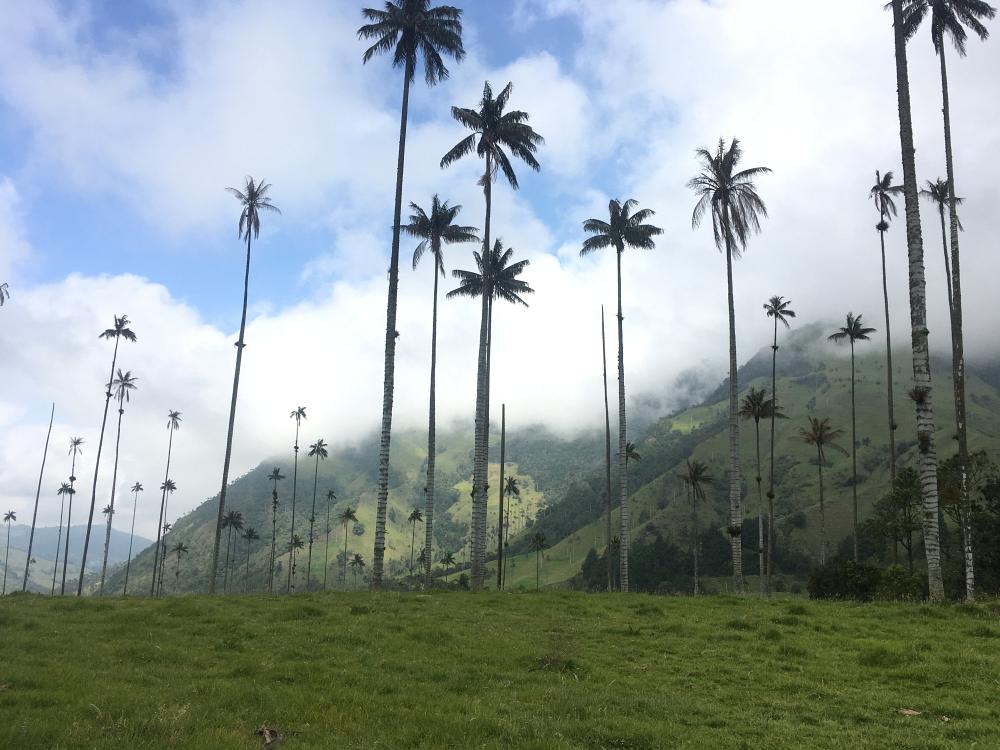 Høje palmer i Cocora dalen 