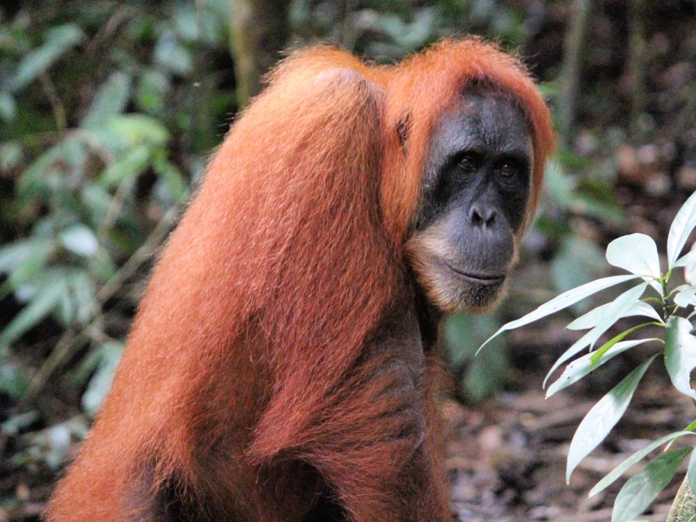 Orangutang jungle trek