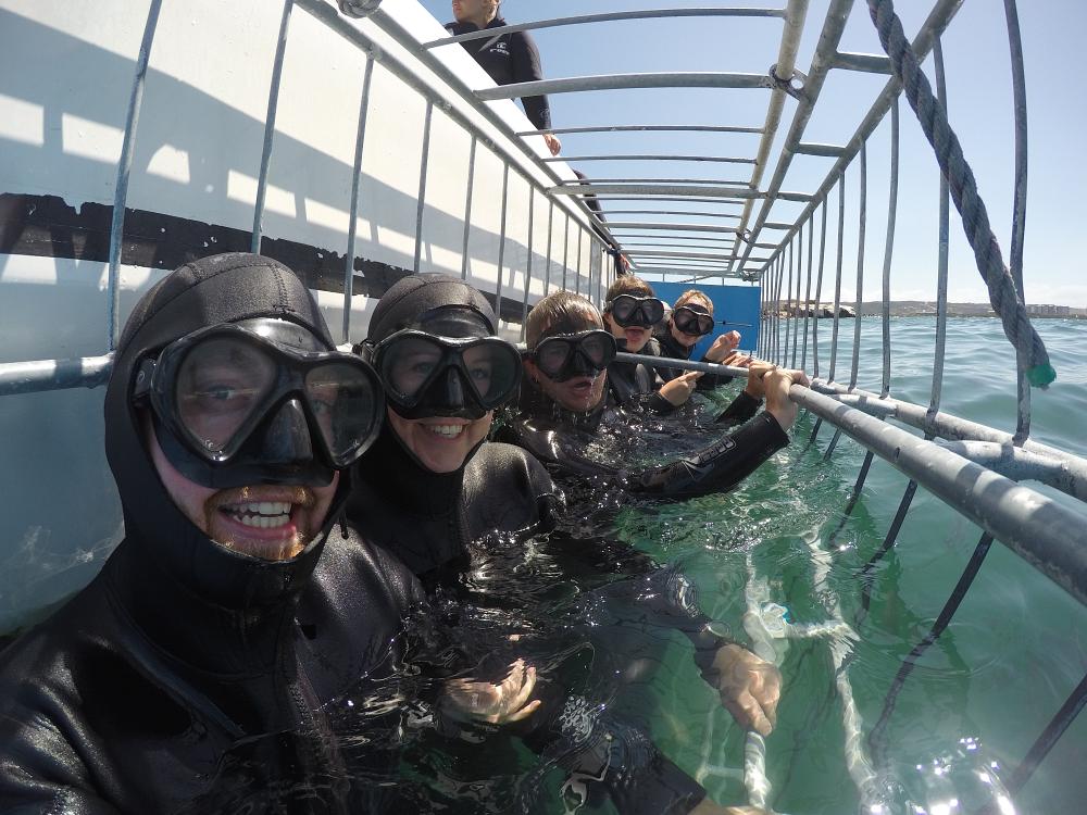 Shark cage diving Hermanus