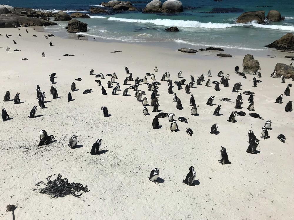 Boulders pingvinkoloni