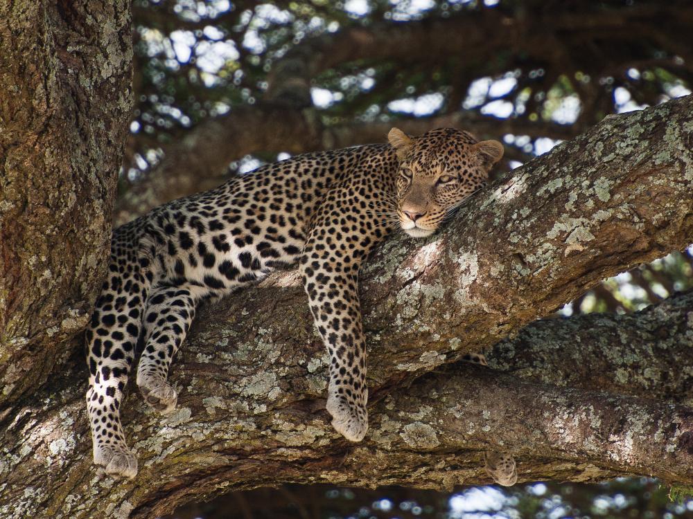 Leopard spotting
