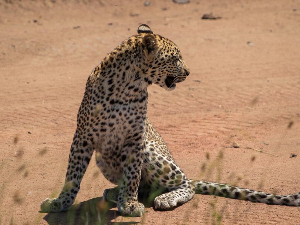 Leopard i Serengeti