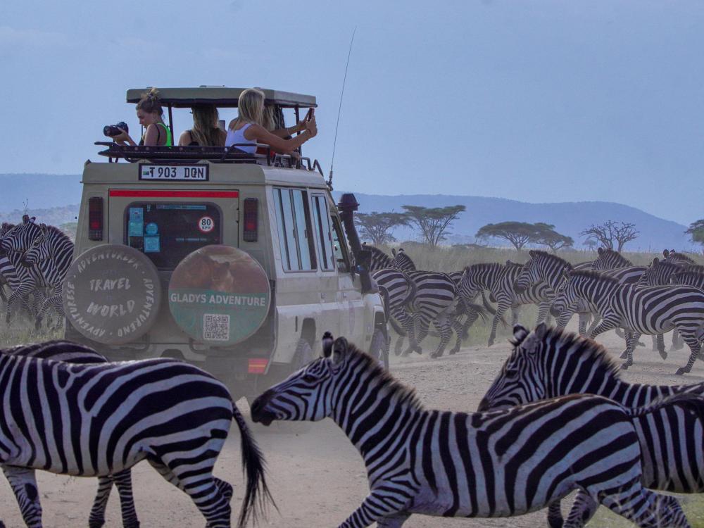 Vilde safarioplevelser