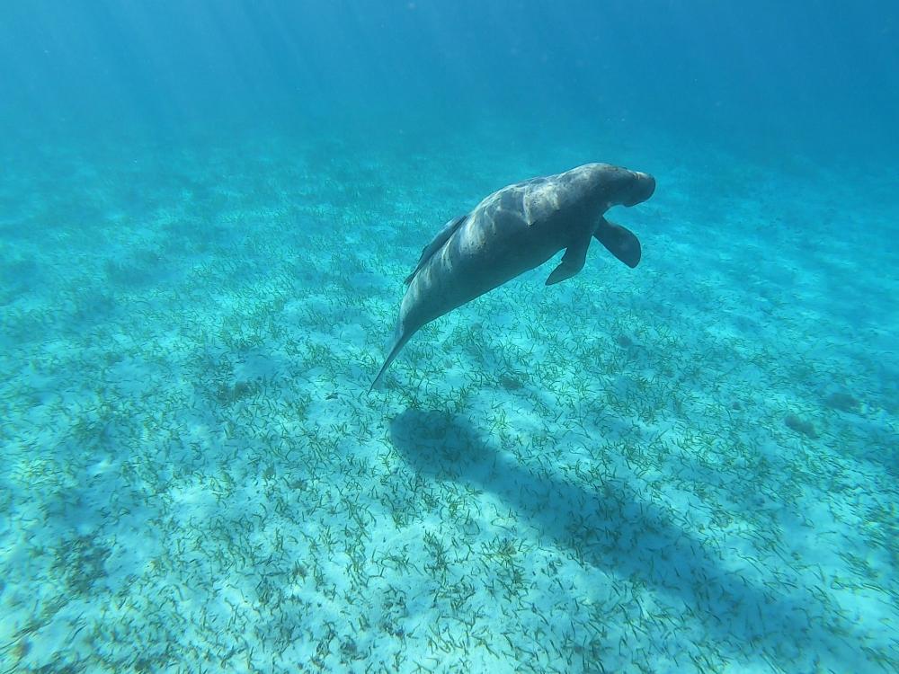 Snorkling med manatee