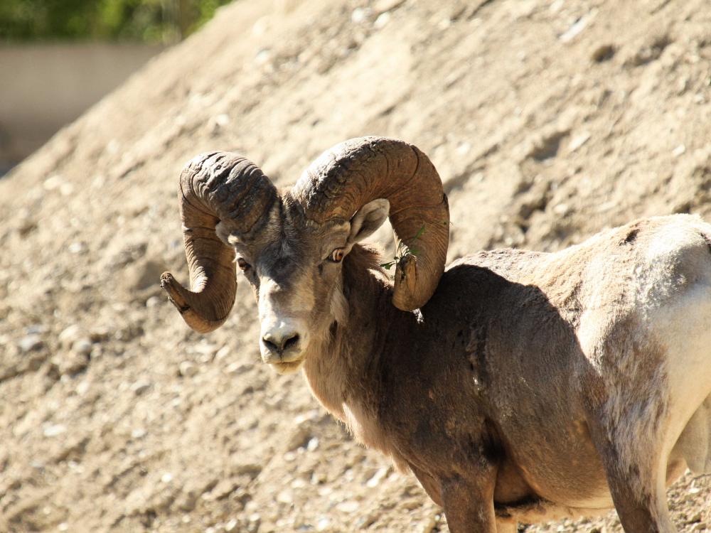 Big Horn Sheep