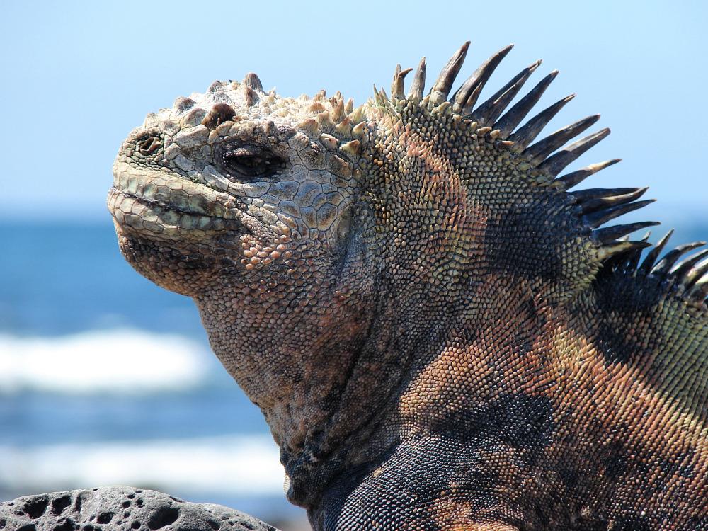 Havleguan på Galapagos