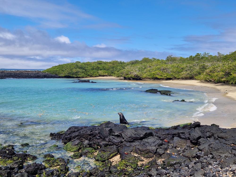 Smuk strand på Galapagos