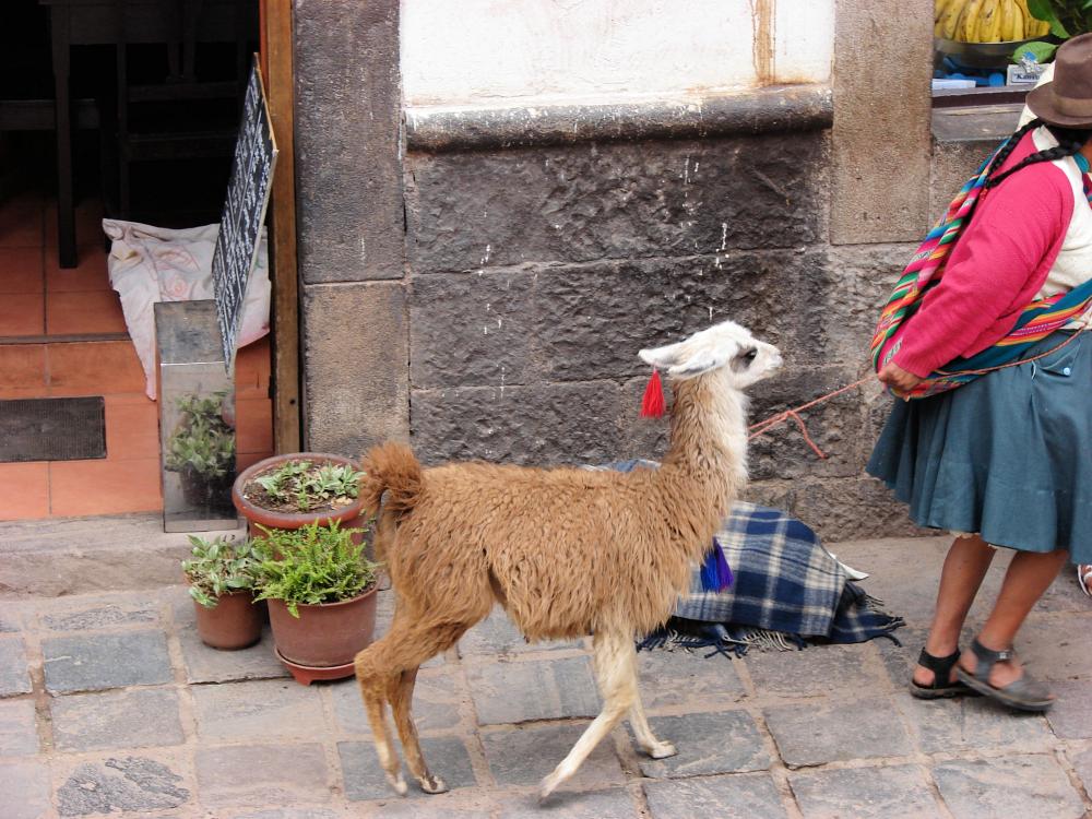I Peru går man tur med sin alpaka