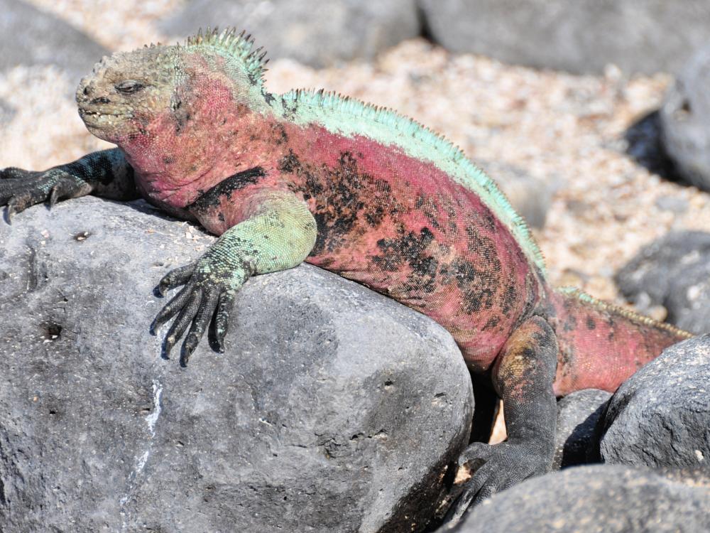 Havleguan soler sig på Galapagos