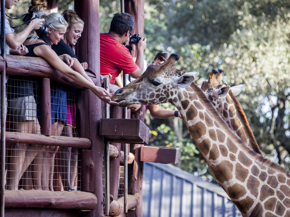 Besøg på girafcenter