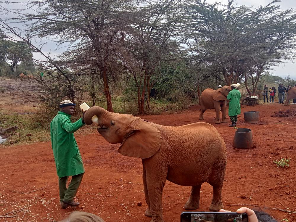 Sheldricks Elefant børnehjem