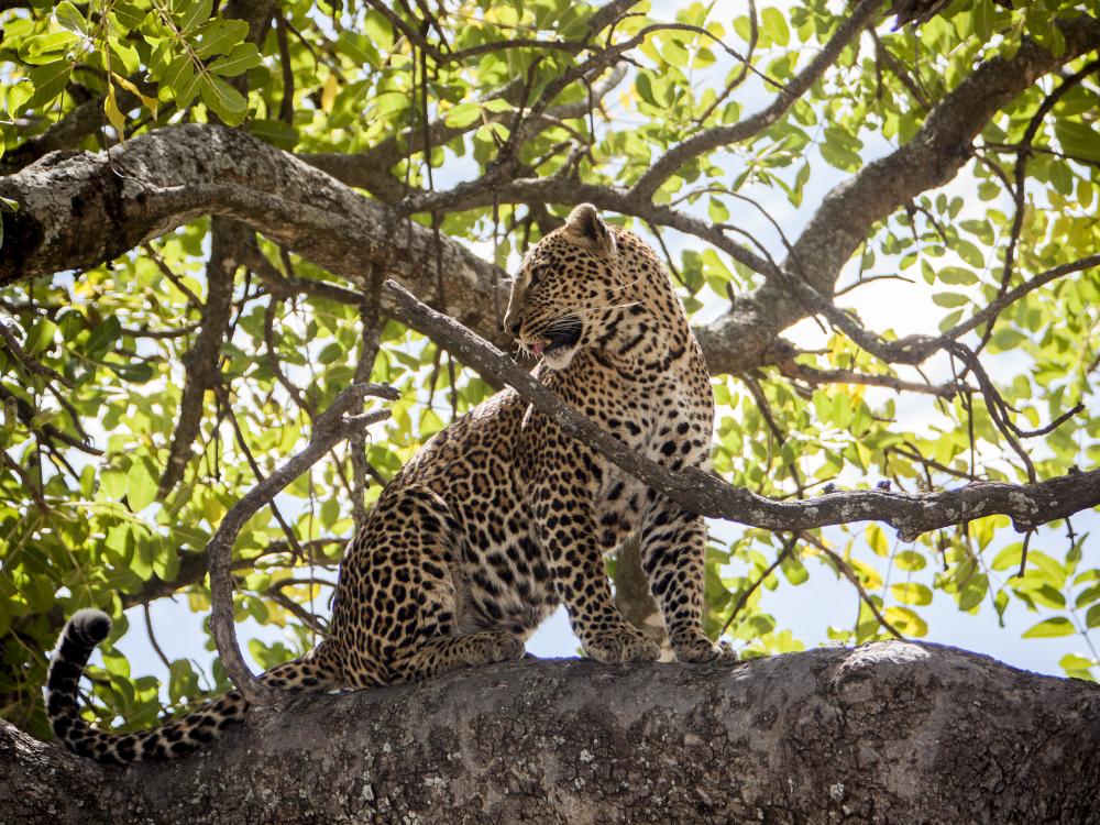 Leopard i Serengeti Nationalpark
