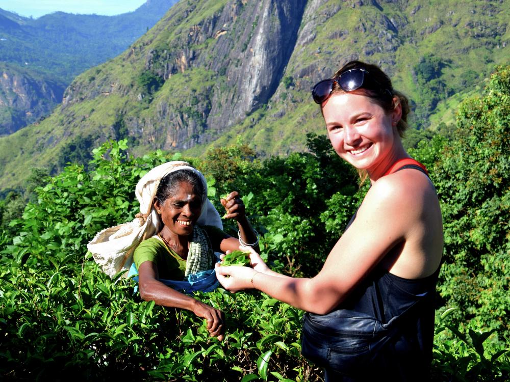 Besøg teplantage i Sri Lanka