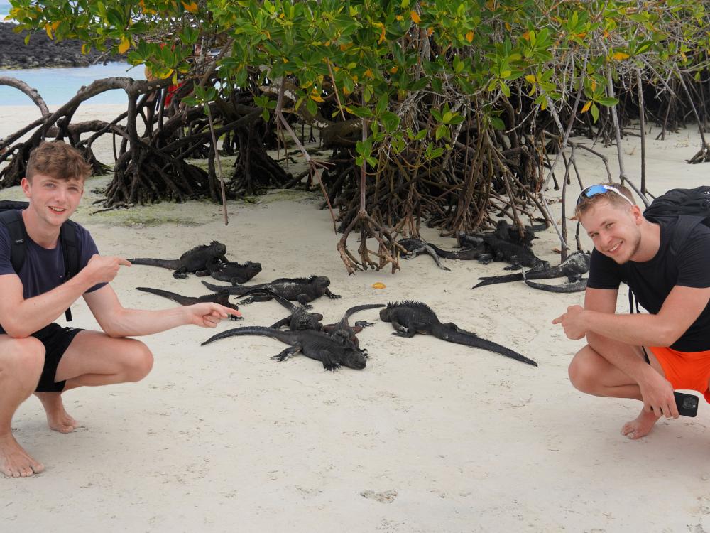 Havleguaner på Galapagos