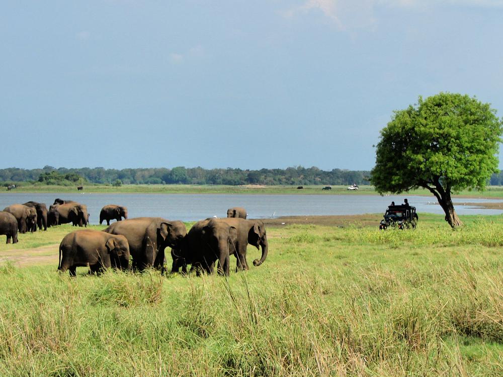 Sri Lankas vilde elefanter