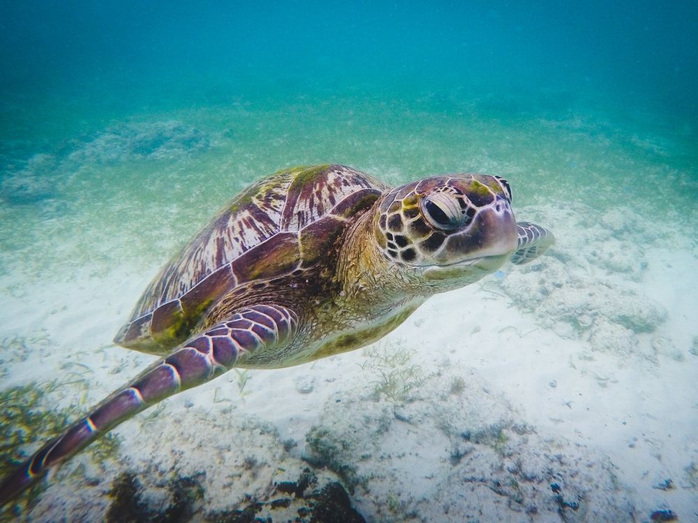 Snorkling ved Port Barton