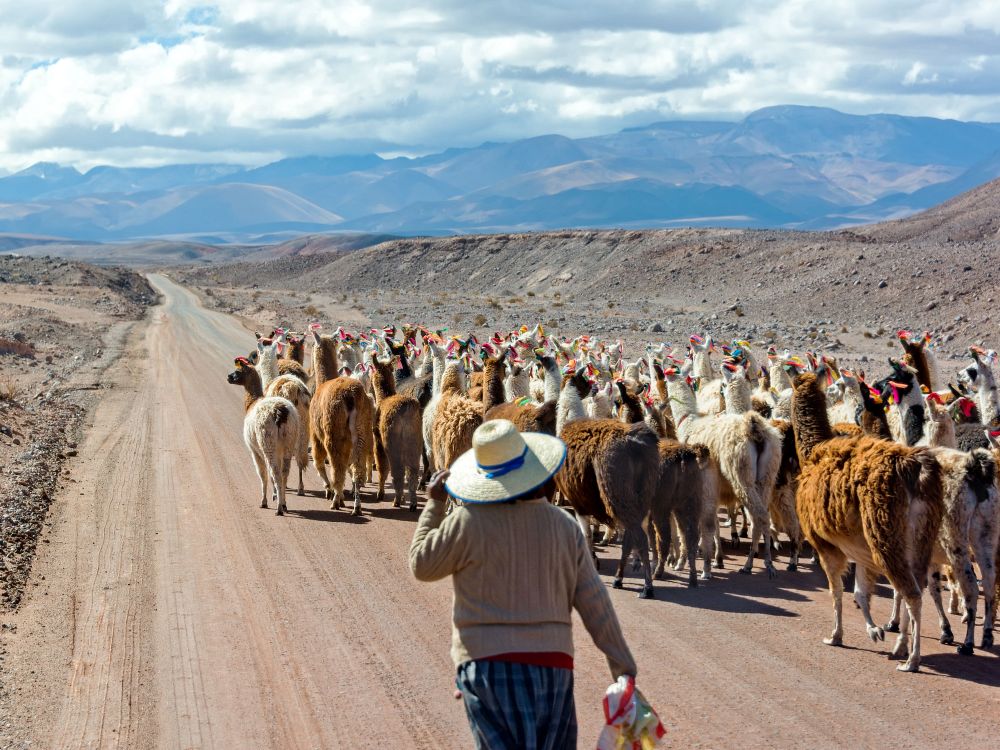 Lamaer på vejen i Bolivia