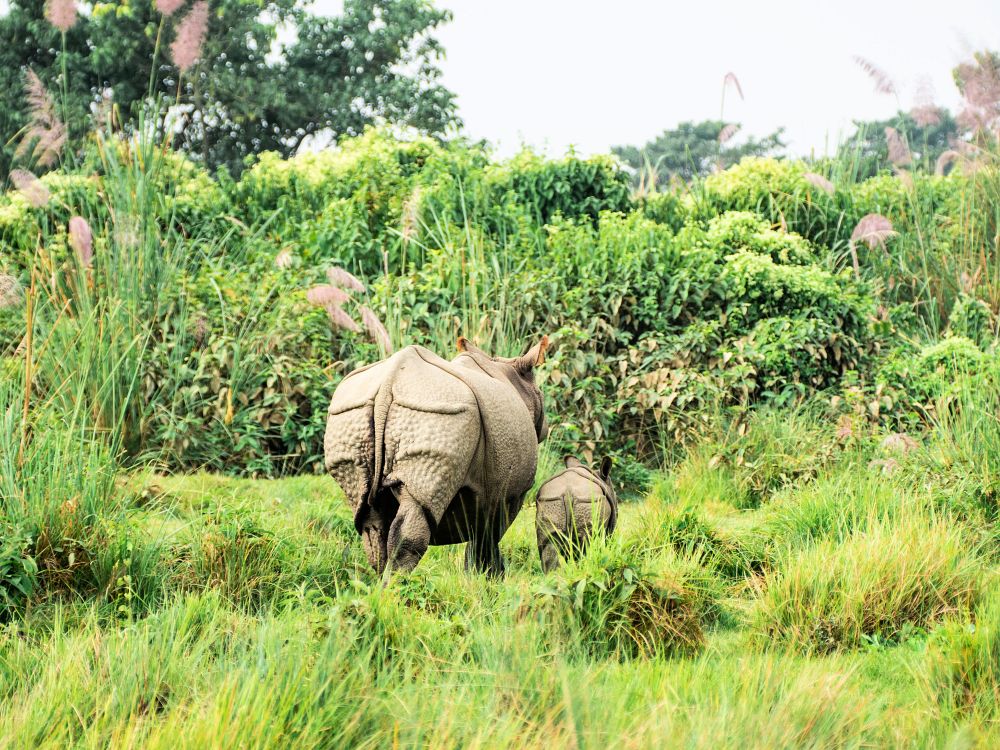 Næsehorn i Chitwan