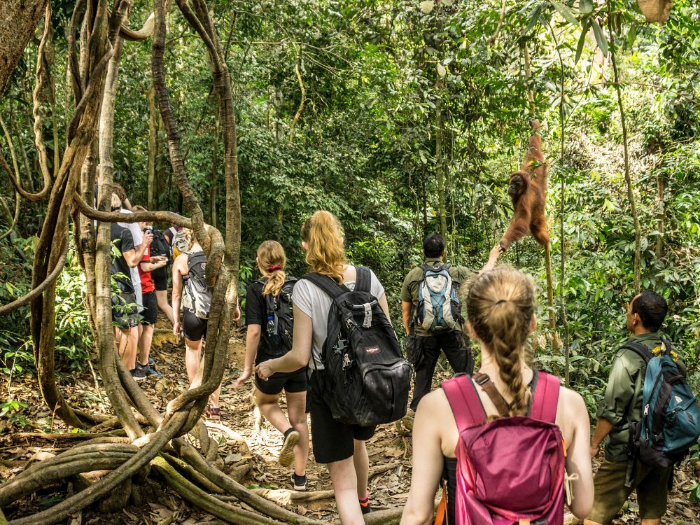 Orangutang jungletrek