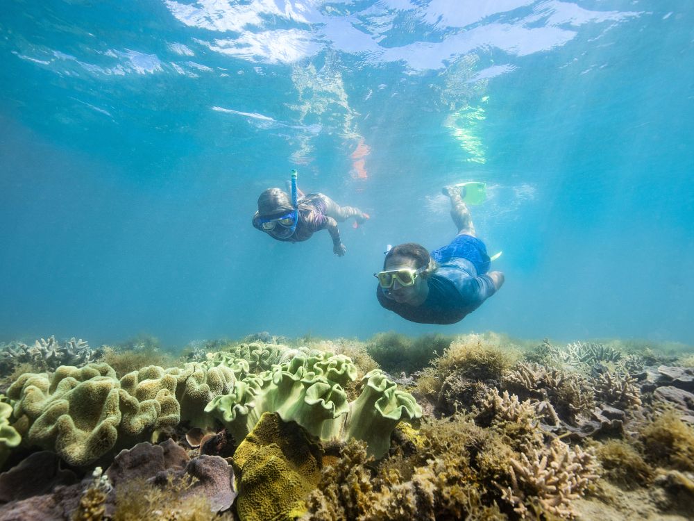Snorkel ved Whitsunday Islands