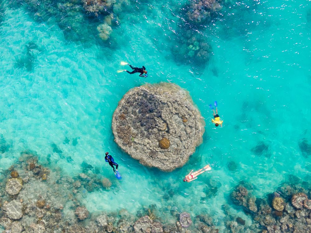 Snorkelture ved Whitsundays