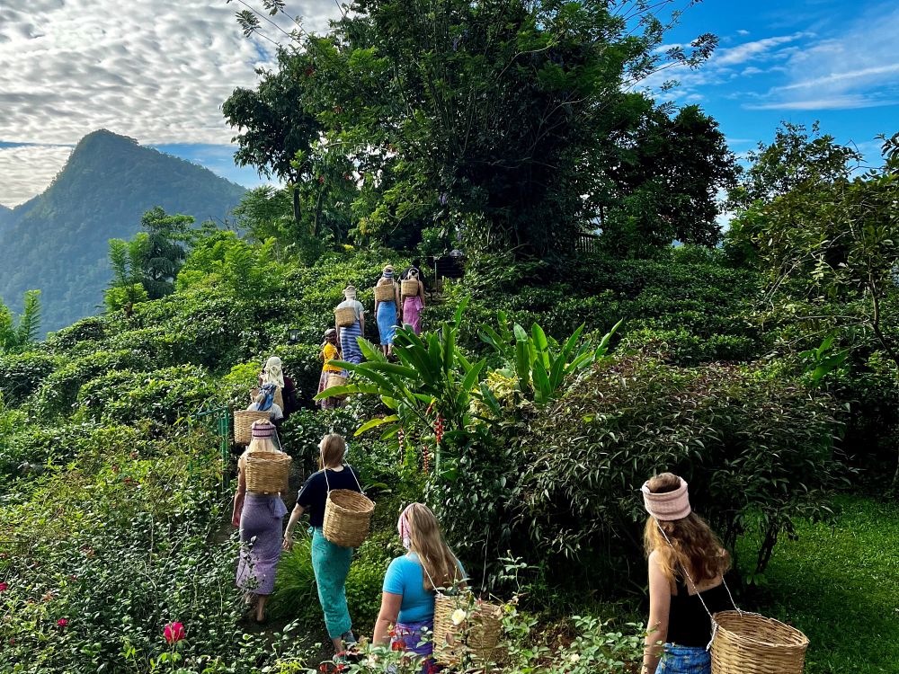 Besøg teplantage i Sri Lanka