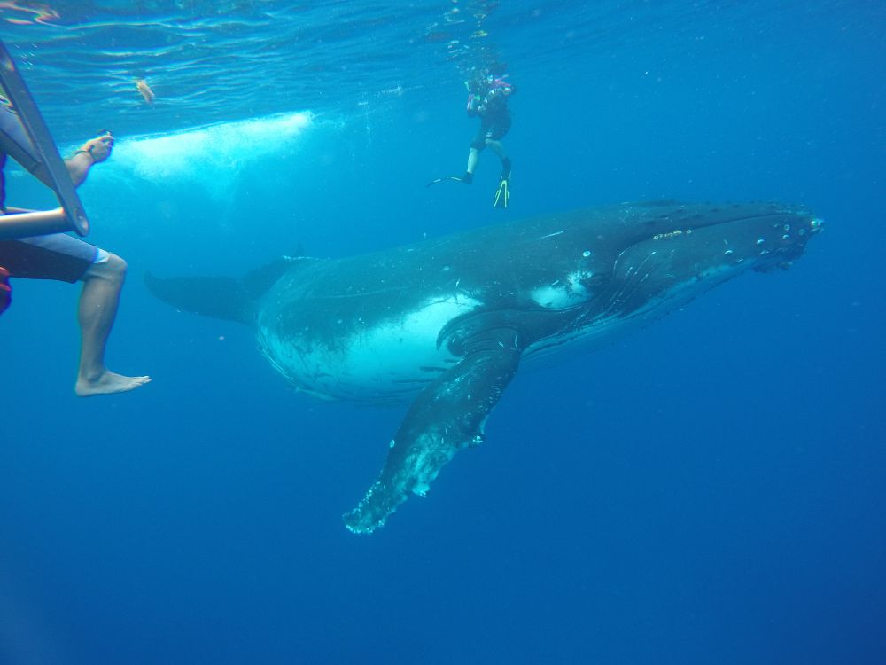 Snorkling med pukkelhvaler