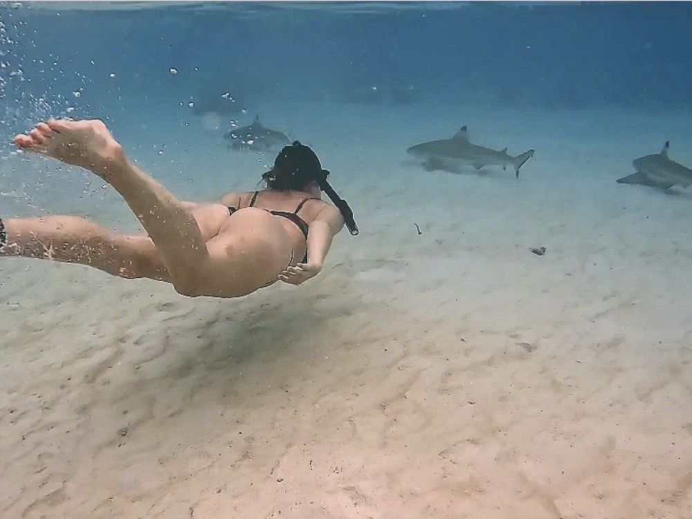 Snorkling med hajer