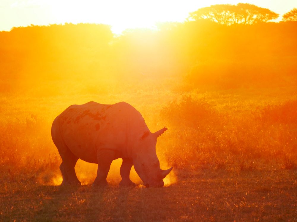 Safari i Chobe Nationalpark