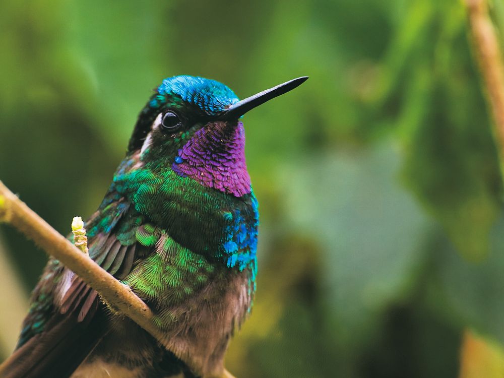 Farverig kolibri i Costa Rica