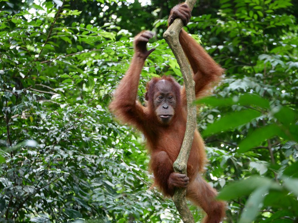 Orangutang i Junglen